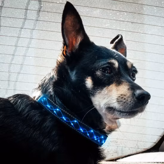 Individuell bestickte LED-Haustierhalsbänder. Verstellbares LED-Hundehalsband